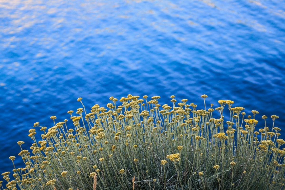 Dandy Lägenhet Povljana Exteriör bild
